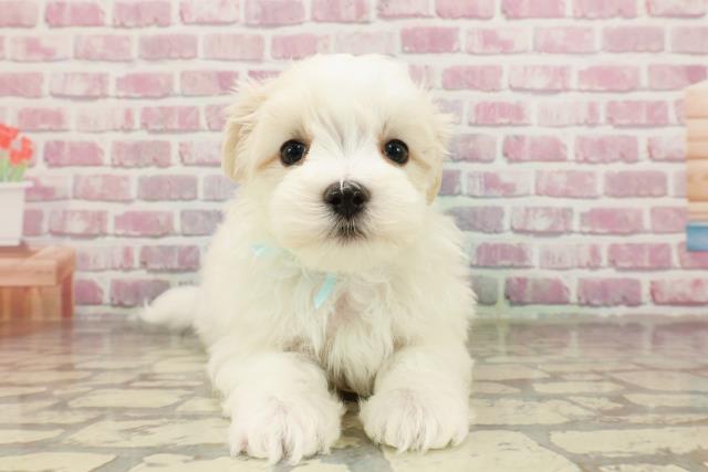 栃木県のマルチーズ (Coo&RIKU小山店/2025年3月18日生まれ/男の子/ホワイト)の子犬