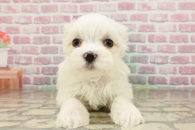 神奈川県のマルチーズ (Coo&RIKU日吉店/2025年3月18日生まれ/女の子/ホワイト)の子犬