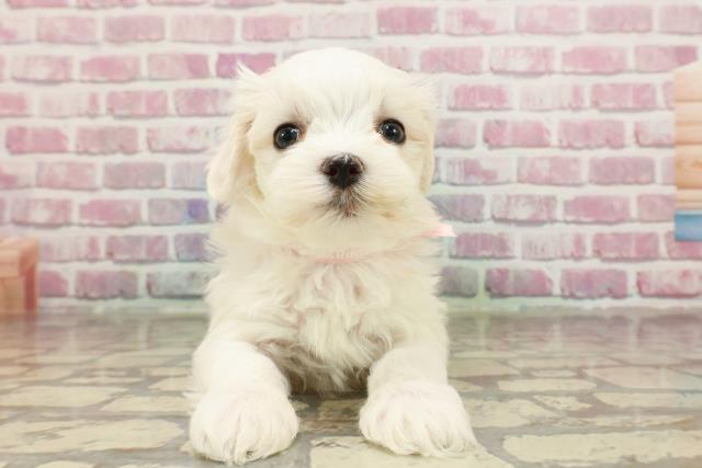 埼玉県のマルチーズ (Coo&RIKU春日部店/2025年3月18日生まれ/女の子/ホワイト)の子犬