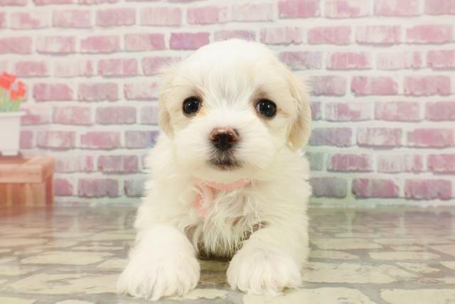 東京都のマルチーズ (Coo&RIKU池袋西口店/2025年3月18日生まれ/女の子/ホワイト)の子犬