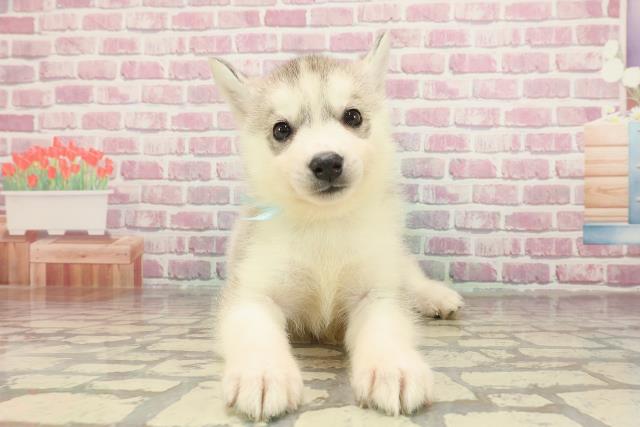 宮城県のシベリアンハスキー (Coo&RIKU仙台太白店/2025年3月18日生まれ/男の子/シルバーホワイト)の子犬