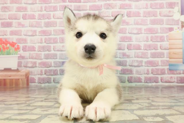 東京都のシベリアンハスキー (Coo&RIKU足立本店/2025年3月18日生まれ/女の子/シルバーホワイト)の子犬