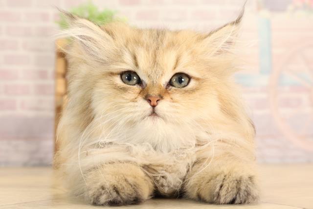岐阜県のペルシャ (Coo&RIKU岐阜店/2025年3月12日生まれ/女の子/チンチラゴールデン)の子猫