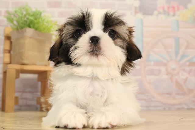 静岡県のシーズー (Coo&RIKU藤枝店/2025年3月19日生まれ/男の子/ホワイトゴールド)の子犬