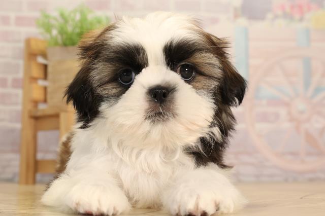 愛知県のシーズー (Coo&RIKU東海一宮店/2025年3月19日生まれ/男の子/ホワイトゴールド)の子犬