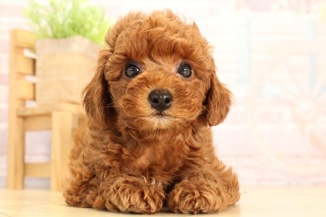 岐阜県のトイプードル(トイ) (Coo&RIKU岐南店/2025年3月18日生まれ/女の子/レッド)の子犬