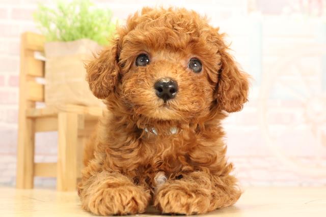 静岡県のトイプードル(トイ) (Coo&RIKU浜松店/2025年3月18日生まれ/男の子/レッド)の子犬