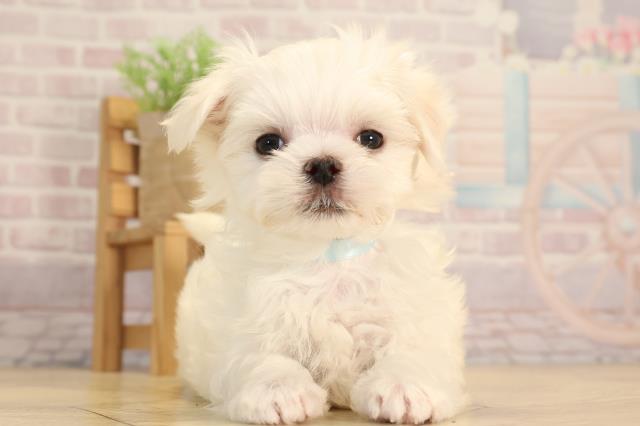 愛知県のマルチーズ (Coo&RIKU岡崎店/2025年3月18日生まれ/男の子/ホワイト)の子犬