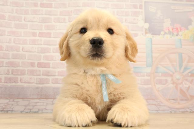 岐阜県のゴールデンレトリバー (Coo&RIKU岐阜店/2025年3月17日生まれ/男の子/ゴールデン)の子犬