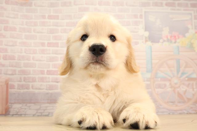 岐阜県のゴールデンレトリバー (Coo&RIKU各務原店/2025年3月16日生まれ/女の子/ゴールデン)の子犬