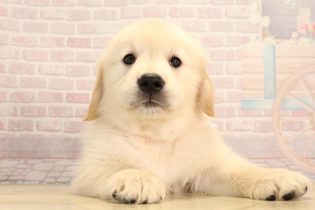 岐阜県のゴールデンレトリバー (Coo&RIKU岐南店/2025年3月16日生まれ/女の子/ゴールデン)の子犬