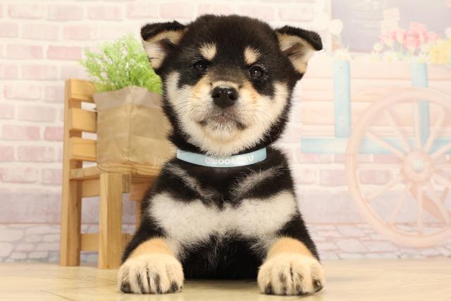 愛知県の柴犬(標準サイズ) (Coo&RIKU春日井店/2025年3月15日生まれ/男の子/黒)の子犬