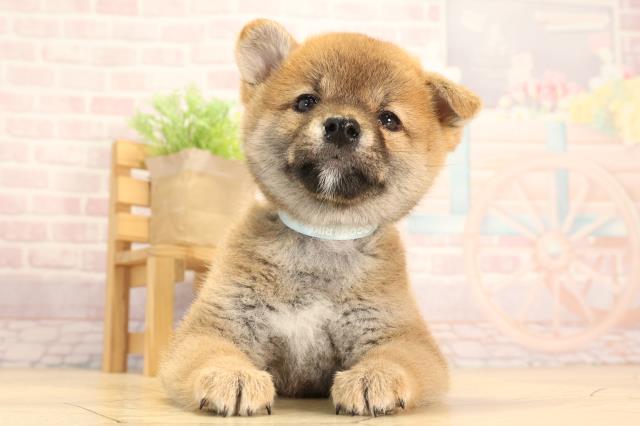 岐阜県の柴犬(標準サイズ) (Coo&RIKU各務原店/2025年3月15日生まれ/男の子/赤)の子犬