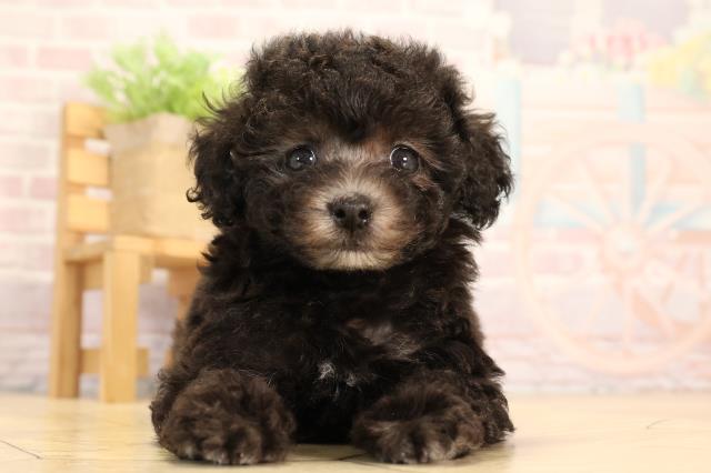 岐阜県のトイプードル(トイ) (Coo&RIKU岐阜店/2025年3月18日生まれ/女の子/シルバー)の子犬