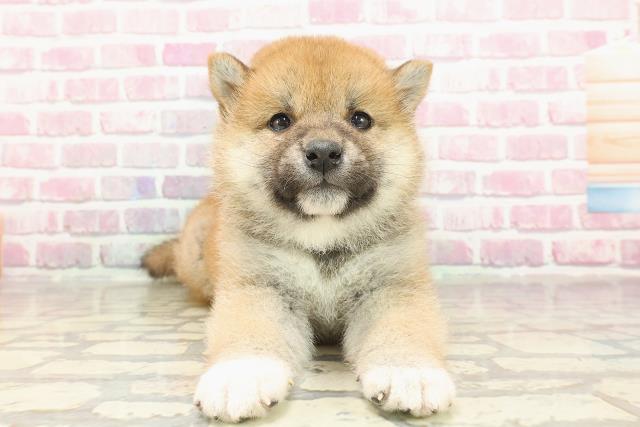 埼玉県の柴犬(標準サイズ) (Coo&RIKUアニマルケアセンター大宮/2025年3月19日生まれ/男の子/赤)の子犬