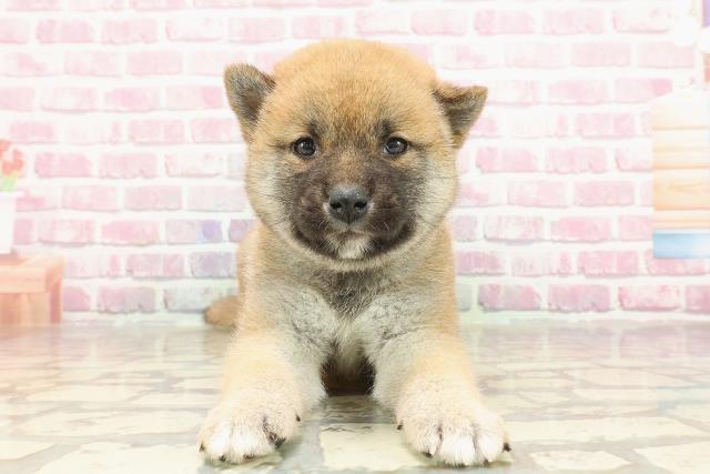 柴犬