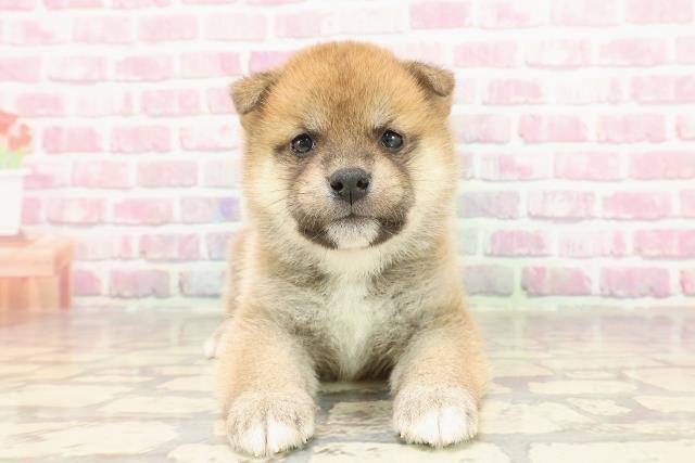 埼玉県の豆柴 (Coo&RIKUアニマルケアセンター大宮/2025年3月19日生まれ/男の子/赤)の子犬