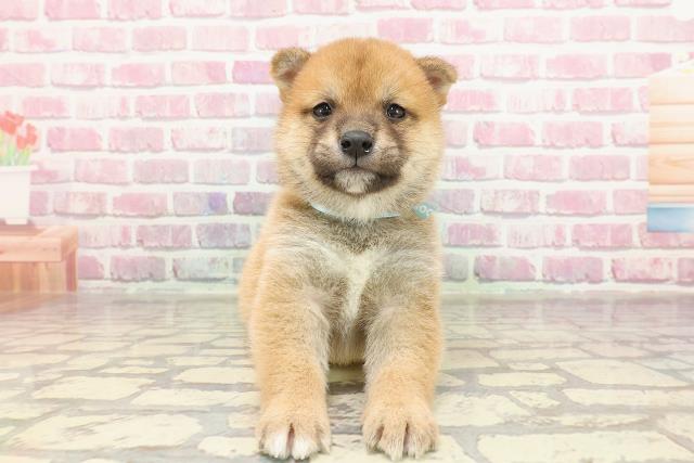埼玉県の豆柴 (Coo&RIKUアニマルケアセンター大宮/2025年3月19日生まれ/男の子/赤)の子犬