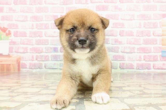 埼玉県の豆柴 (Coo&RIKUアニマルケアセンター大宮/2025年3月19日生まれ/女の子/赤)の子犬
