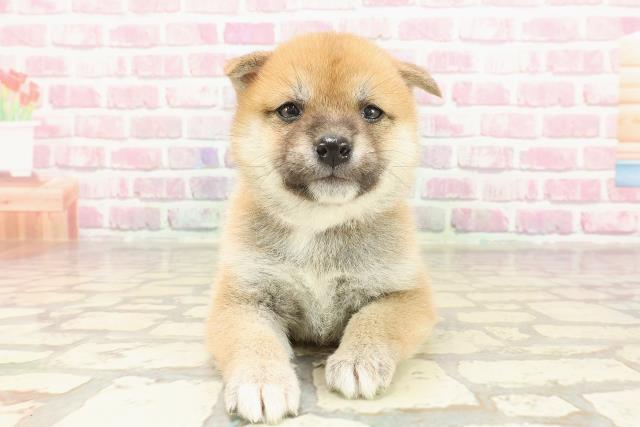 埼玉県の豆柴 (Coo&RIKUアニマルケアセンター大宮/2025年3月19日生まれ/女の子/赤)の子犬