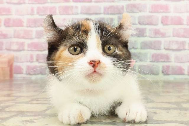 東京都のキンカロー (Coo&RIKU自由が丘店/2025年3月20日生まれ/女の子/キャリコ)の子猫