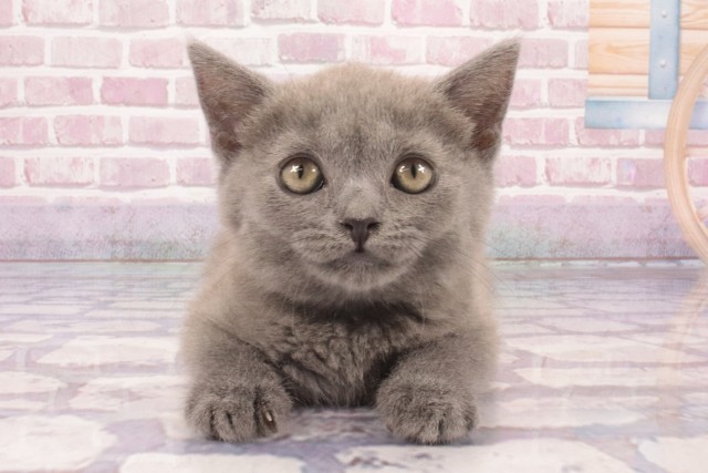兵庫県のブリティッシュショートヘアー (Coo&RIKU丹波店/2025年3月14日生まれ/女の子/ブルー)の子猫