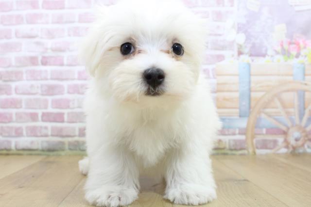 福島県のマルチーズ (Coo&RIKUいわき店/2025年3月17日生まれ/男の子/ホワイト)の子犬