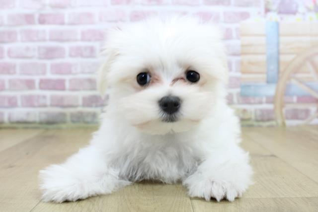 茨城県のマルチーズ (Coo&RIKU水戸店/2025年3月17日生まれ/男の子/ホワイト)の子犬