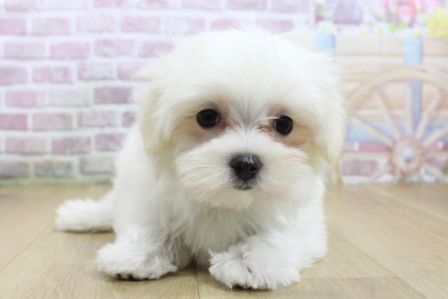 茨城県のマルチーズ (Coo&RIKU筑西店/2025年3月17日生まれ/女の子/ホワイト)の子犬