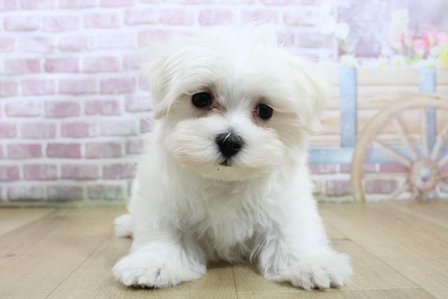 栃木県のマルチーズ (Coo&RIKU宇都宮店/2025年3月17日生まれ/女の子/ホワイト)の子犬