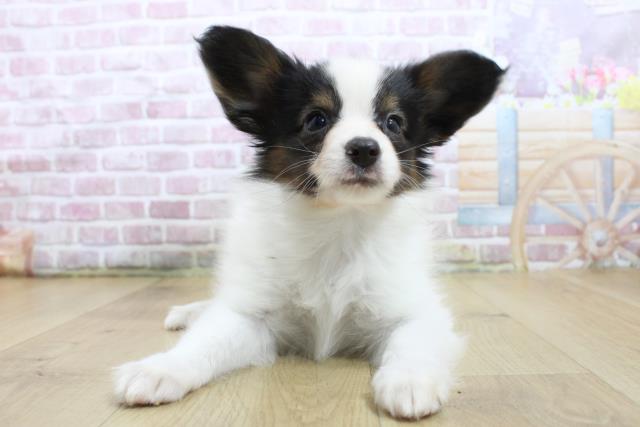 福島県のパピヨン (Coo&RIKU福島店/2025年3月17日生まれ/男の子/トライカラー)の子犬
