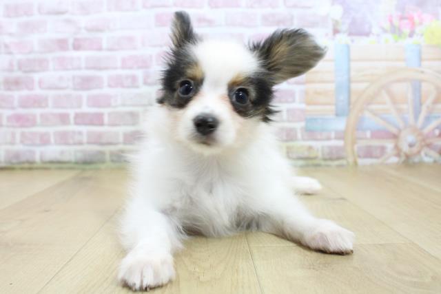 山形県のパピヨン (Coo&RIKU山形店/2025年3月17日生まれ/男の子/ホワイトブラウン)の子犬