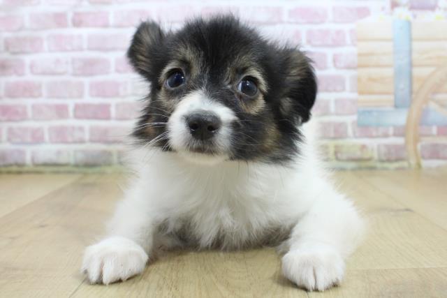 宮城県のパピヨン (Coo&RIKU仙台太白店/2025年3月17日生まれ/女の子/ホワイトブラウン)の子犬