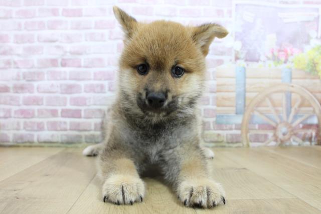 福島県の柴犬(標準サイズ) (Coo&RIKU郡山店/2025年3月18日生まれ/男の子/赤)の子犬