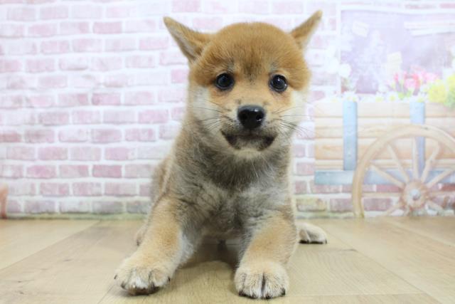 福島県の柴犬(標準サイズ) (Coo&RIKU福島店/2025年3月18日生まれ/男の子/赤)の子犬