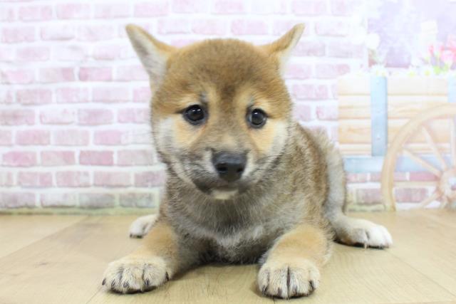 宮城県の柴犬(標準サイズ) (Coo&RIKU仙台太白店/2025年3月18日生まれ/女の子/赤)の子犬