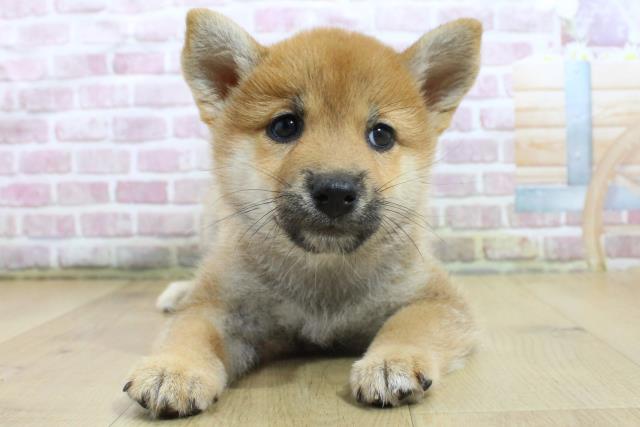 宮城県の柴犬(標準サイズ) (Coo&RIKU石巻店/2025年3月18日生まれ/女の子/赤)の子犬