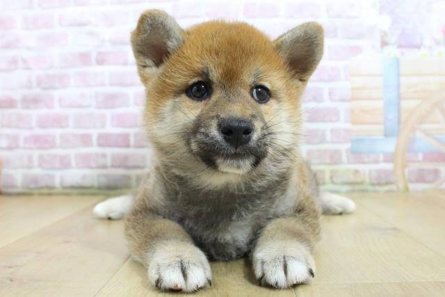 岩手県の柴犬(標準サイズ) (Coo&RIKU一関店/2025年3月18日生まれ/女の子/赤)の子犬