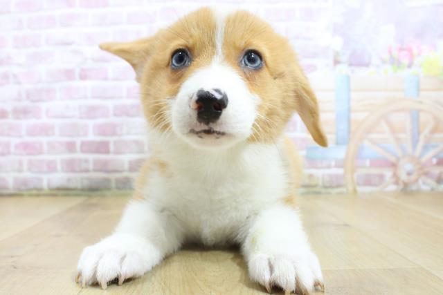 山形県のウェルシュコーギーペンブローク (Coo&RIKU山形店/2025年3月18日生まれ/男の子/レッドホワイト)の子犬