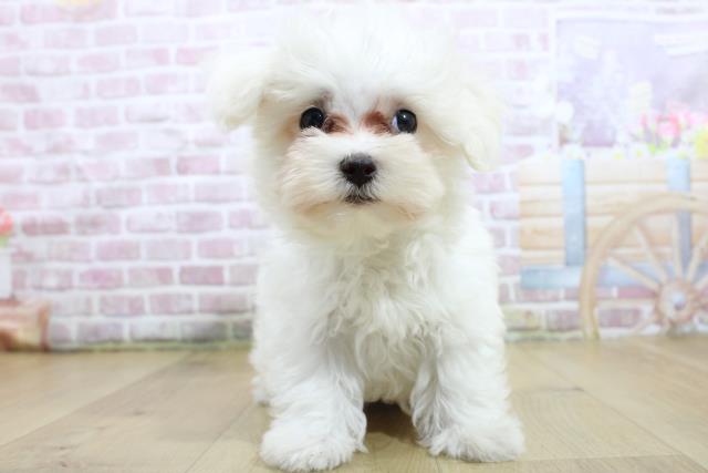 群馬県のマルチーズ (Coo&RIKU藤岡店/2025年3月21日生まれ/男の子/ホワイト)の子犬