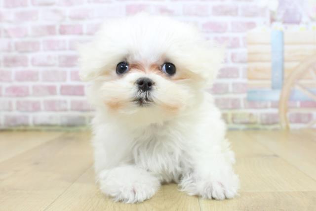 岩手県のマルチーズ (Coo&RIKU岩手盛岡店/2025年3月21日生まれ/女の子/ホワイト)の子犬