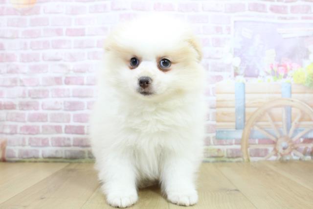 宮城県のポメラニアン (Coo&RIKUイオンタウン古川店/2025年3月21日生まれ/男の子/クリーム)の子犬