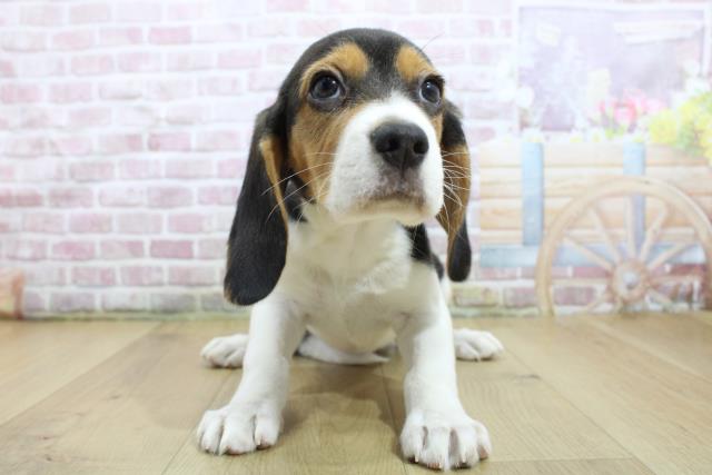 福島県のビーグル (Coo&RIKU福島店/2025年3月22日生まれ/女の子/ハウンドカラー)の子犬