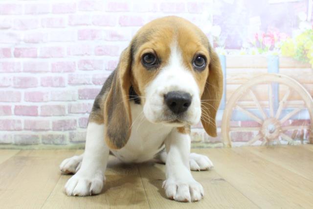山形県のビーグル (Coo&RIKU山形店/2025年3月22日生まれ/女の子/ハウンドカラー)の子犬
