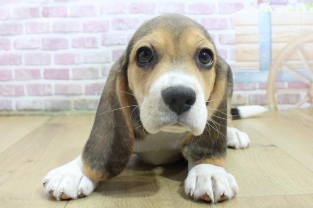 宮城県のビーグル (Coo&RIKU仙台太白店/2025年3月22日生まれ/女の子/ハウンドカラー)の子犬
