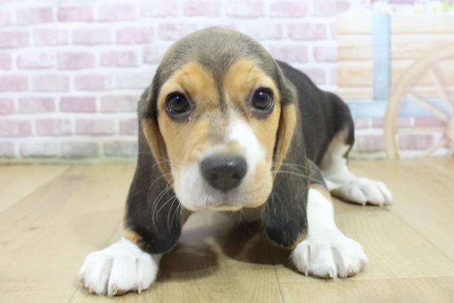 福島県のビーグル (Coo&RIKU郡山店/2025年3月22日生まれ/女の子/ハウンドカラー)の子犬