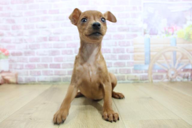 ミニチュア・ピンシャー