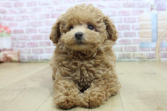 福島県のトイプードル(トイ) (Coo&RIKU郡山店/2025年3月16日生まれ/女の子/レッド)の子犬