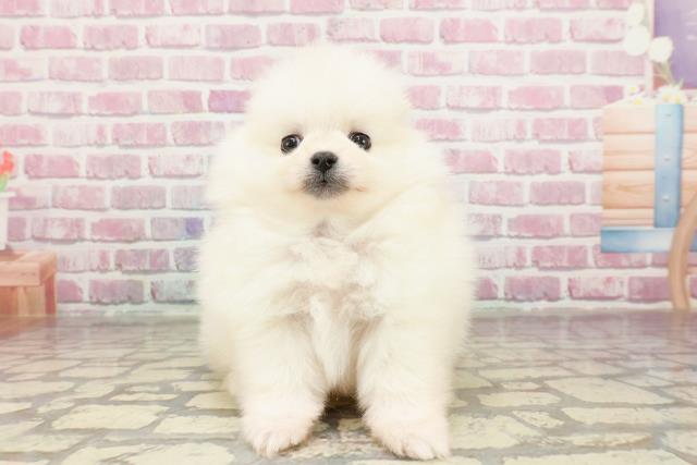 埼玉県のポメラニアン (Coo&RIKUアニマルケアセンター大宮/2025年3月21日生まれ/男の子/クリーム)の子犬
