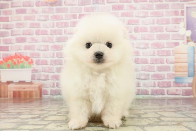 埼玉県のポメラニアン (Coo&RIKUアニマルケアセンター大宮/2025年3月21日生まれ/男の子/クリーム)の子犬